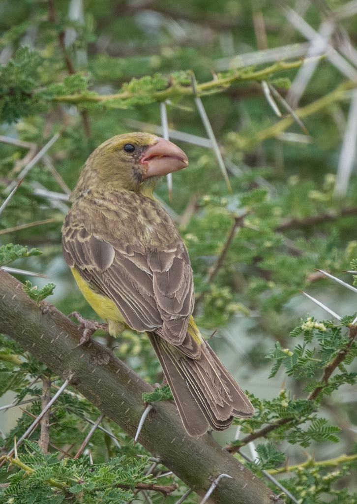 Southern Grosbeak-Canary