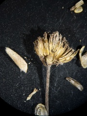 Coleophora argentula