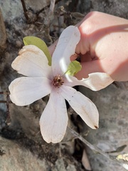 Magnolia