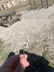 Trifolium repens