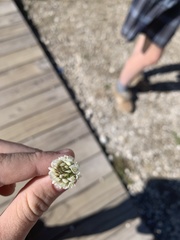 Trifolium repens