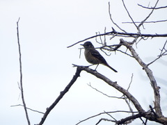 Knipolegus hudsoni