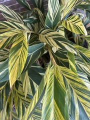 Alpinia