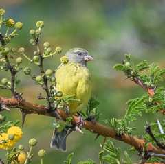 Crithagra hyposticta