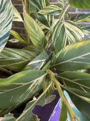 Alpinia
