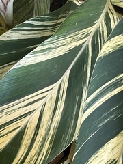 Alpinia