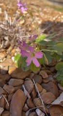 Oxalis