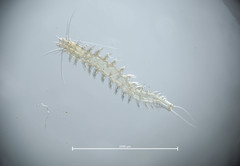 Platynereis