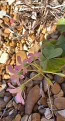 Oxalis