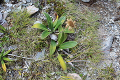 Celmisia verbascifolia