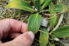 Celmisia verbascifolia