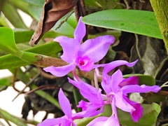 Guarianthe
