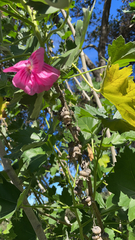 Malva assurgentiflora