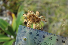 Celmisia verbascifolia