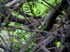 Rhinocrypta lanceolata