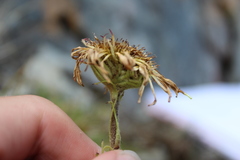 Celmisia verbascifolia