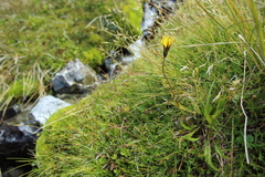 Microseris scapigera