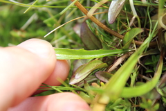 Microseris scapigera