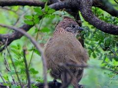 Rhinocrypta lanceolata
