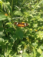 Heliconius clysonymus