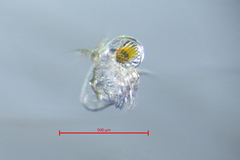 Pleopis polyphemoides