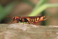 Tremex