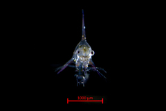 Fabia subquadrata