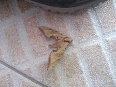 Protambulyx strigilis