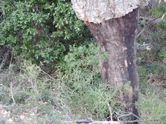 Phillyrea angustifolia