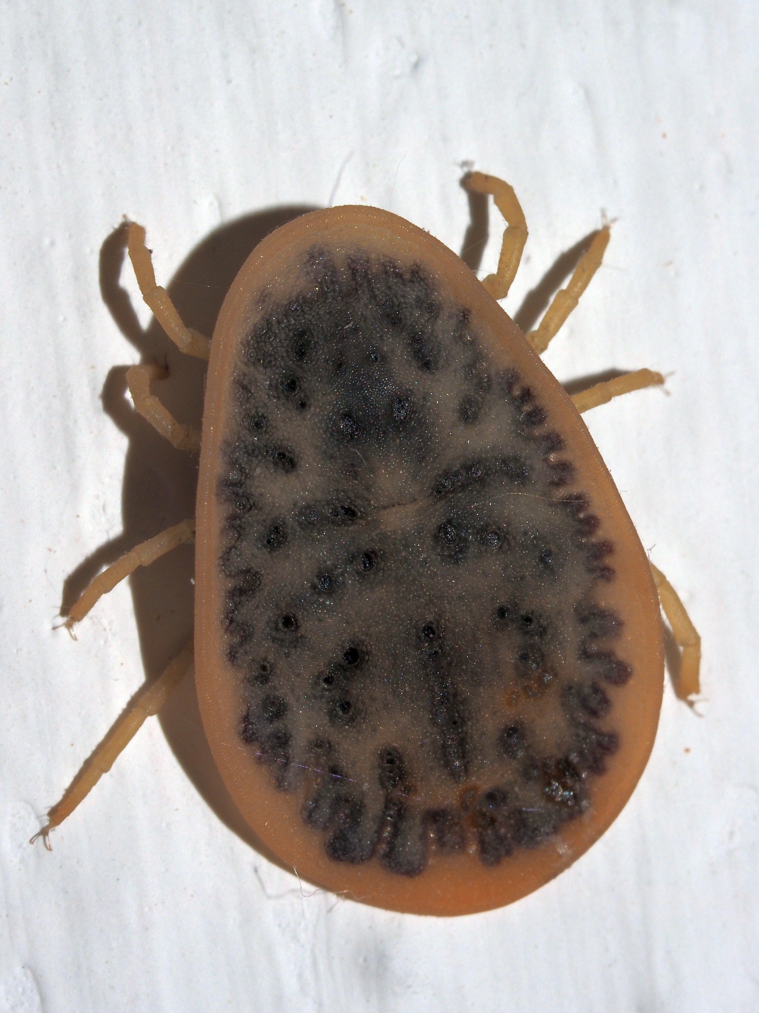 Argas reflexus Fabricius, 1794