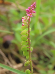Polygala tatarinowii