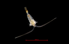 Centropages abdominalis