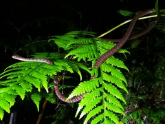 Dendrophidion dendrophis