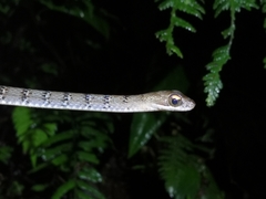 Dendrophidion dendrophis