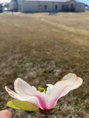 Magnolia