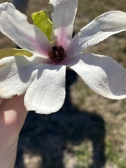 Magnolia