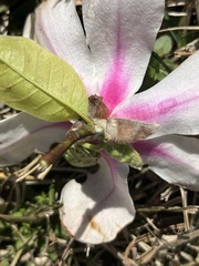 Magnolia