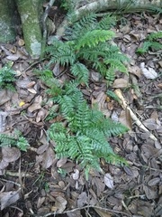 Asplenium lamprophyllum
