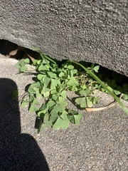 Magnoliopsida