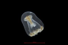 Proboscidactyla flavicirrata