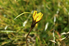 Microseris scapigera
