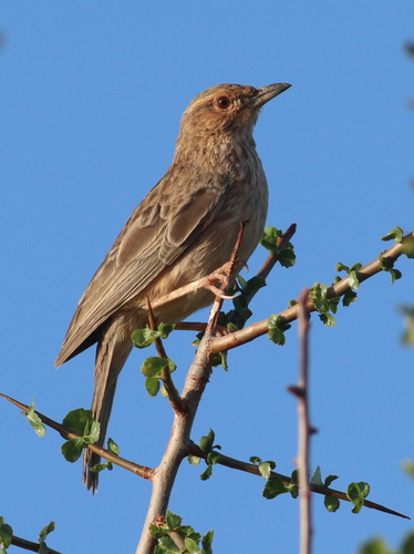 Pink-breasted Lark (Calendulauda poecilosterna), photo 8