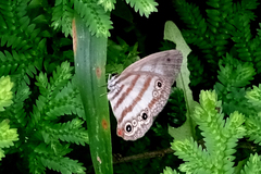 Euptychia