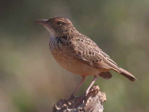 Red-winged Lark (Corypha hypermetra), photo 7