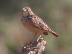 Mirafra rufocinnamomea