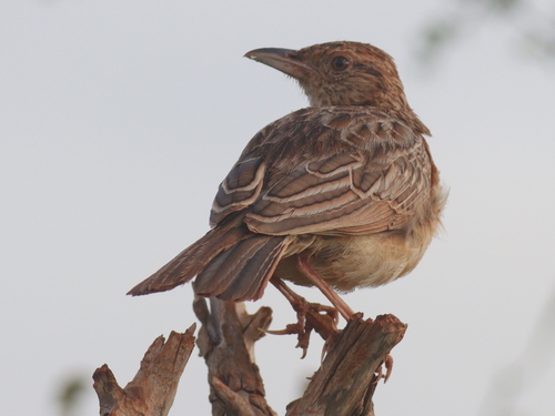 Red-winged Lark (Corypha hypermetra), photo 5