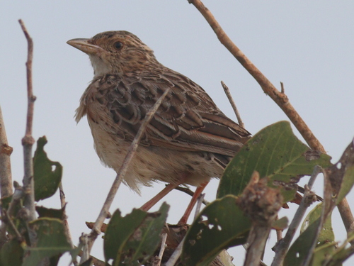 Red-winged Lark (Corypha hypermetra), photo 4