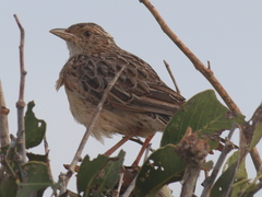 Mirafra rufocinnamomea