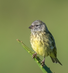 Crithagra hyposticta