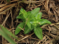 Gentiana tenuissima